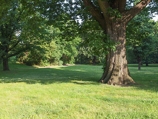 Image showing Tree in a park