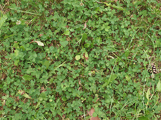 Image showing Clover meadow