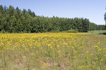 Image showing blue sky, green forest and yellow field