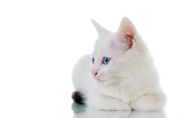 Image showing Cute White Kitten