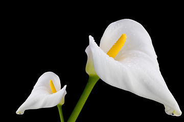 Image showing Two White Callas