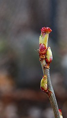Image showing Spring tree bud
