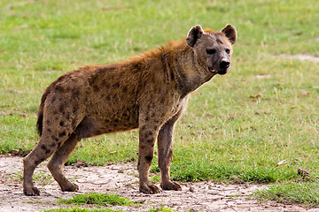 Image showing Spotted Hyena