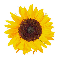 Image showing Beautiful Yellow Sunflower