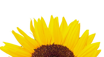 Image showing Beautiful Yellow Sunflower