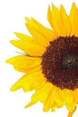 Image showing Beautiful Yellow Sunflower