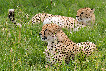 Image showing Cheetahs