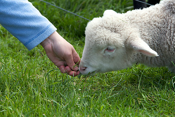 Image showing Cut Lamb