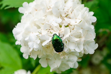 Image showing bug sit on white flower wind swings inflorescence 