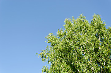 Image showing big old wide birch branches on blue sky 