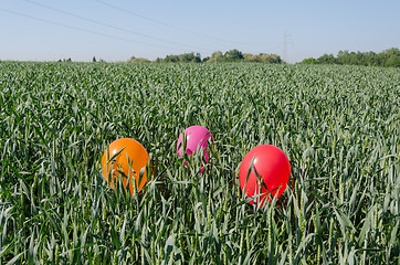 Image showing three balloons on rye crop field blue summer sky 