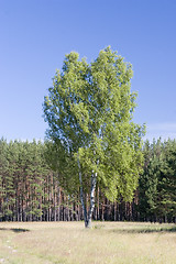 Image showing Birch