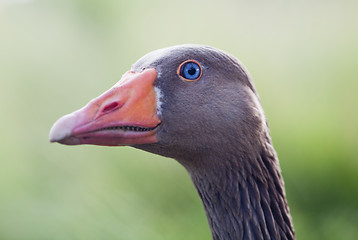 Image showing Close-up of a goose