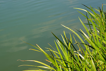 Image showing Natural Reed Frame