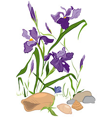 Image showing Hand drawn Iris blooms