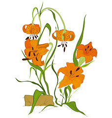 Image showing Tiger lily flower
