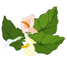Image showing Hand drawn calla lily blooms