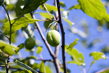 Image showing green plum