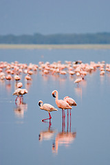 Image showing Flamingos