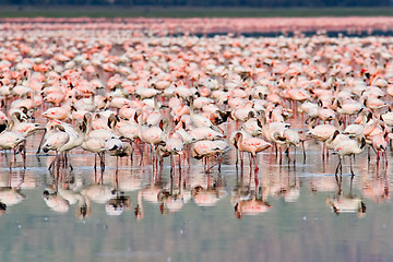 Image showing Flamingos