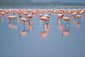 Image showing Flamingos