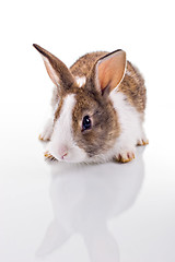 Image showing Bunny