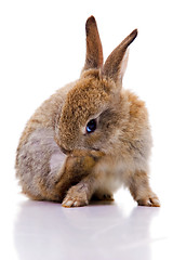 Image showing Bunny