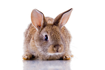 Image showing Bunny