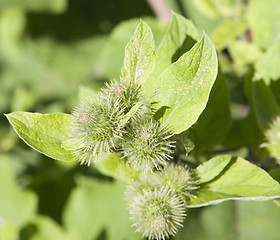 Image showing burdock