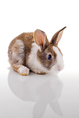 Image showing Cute Bunny