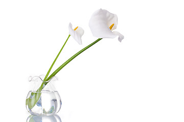 Image showing Two White Callas