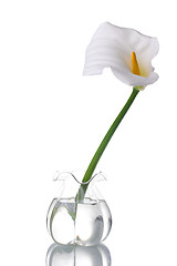 Image showing White Calla Lilly