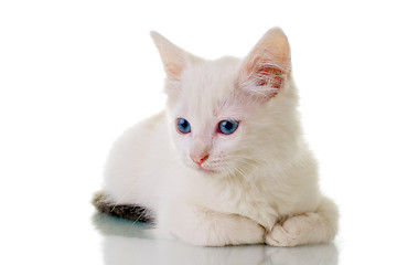 Image showing Cute White Kitten