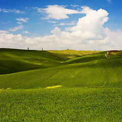 Image showing Flowered Landscape