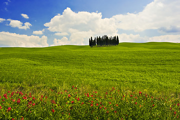 Image showing Flowered Landscape