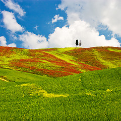 Image showing Tuscan Landscape