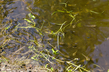 Image showing slimy bank edge swarm lot of small black tadpoles 