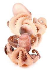 Image showing Octopuses