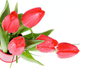 Image showing Red Tulips