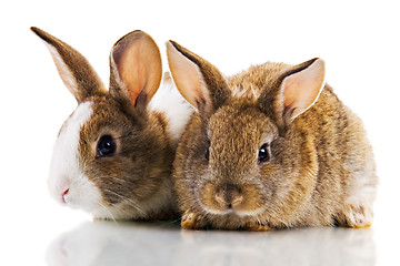 Image showing Two Bunnies