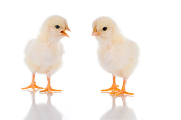 Image showing Chick Talk