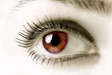 Image showing Brown Eyes