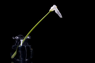 Image showing White Calla Lilly