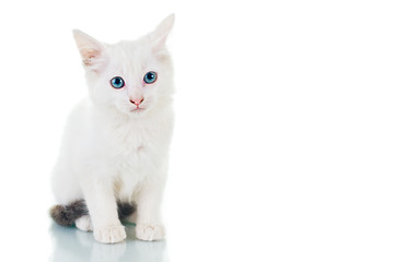Image showing Sad Kitten