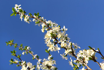 Image showing Beautiful white flowers of spring tree