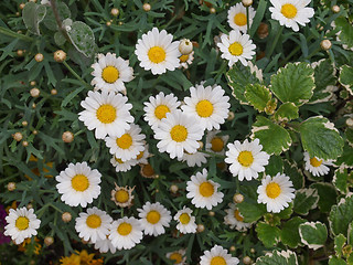 Image showing Daisy flower