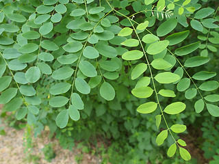 Image showing Acacia leaf