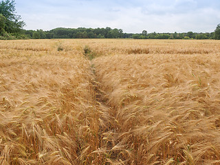 Image showing Barleycorn field