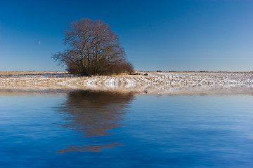 Image showing Tree on Snowy Field Reflected