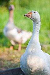 Image showing Geese